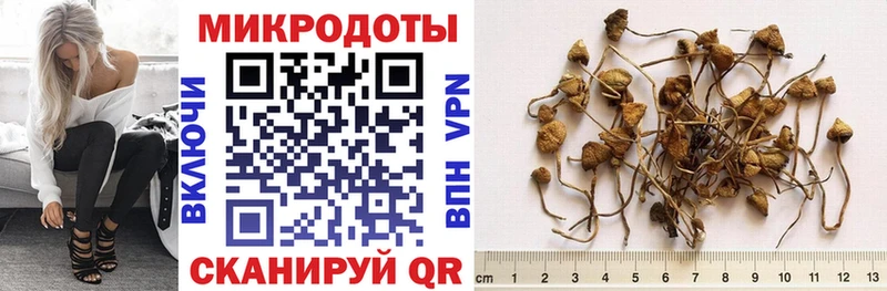 shop Telegram Бор Галлюциногенные грибы Psilocybine cubensis