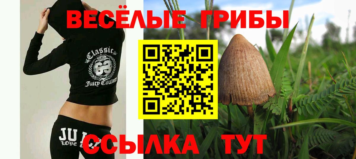 Бор  Псилоцибиновые грибы прущие грибы  Вход с VPN  Псилоцибиновые грибы GOLDEN TEACHER 